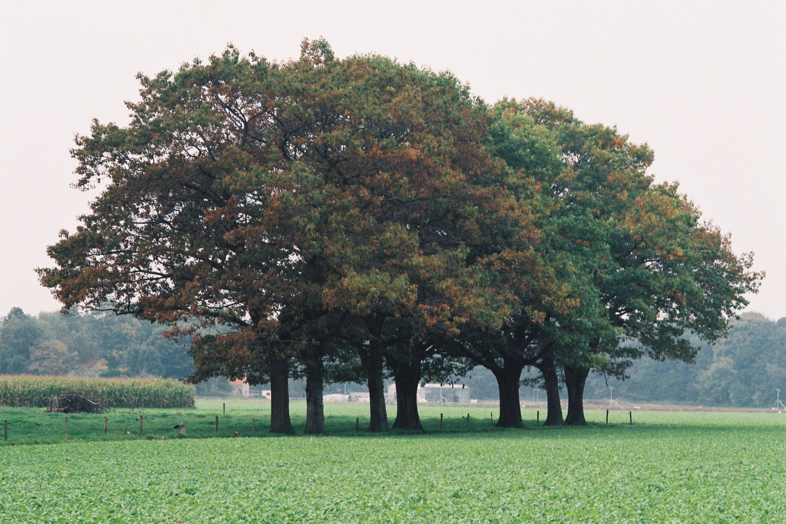 Goch, Herbst