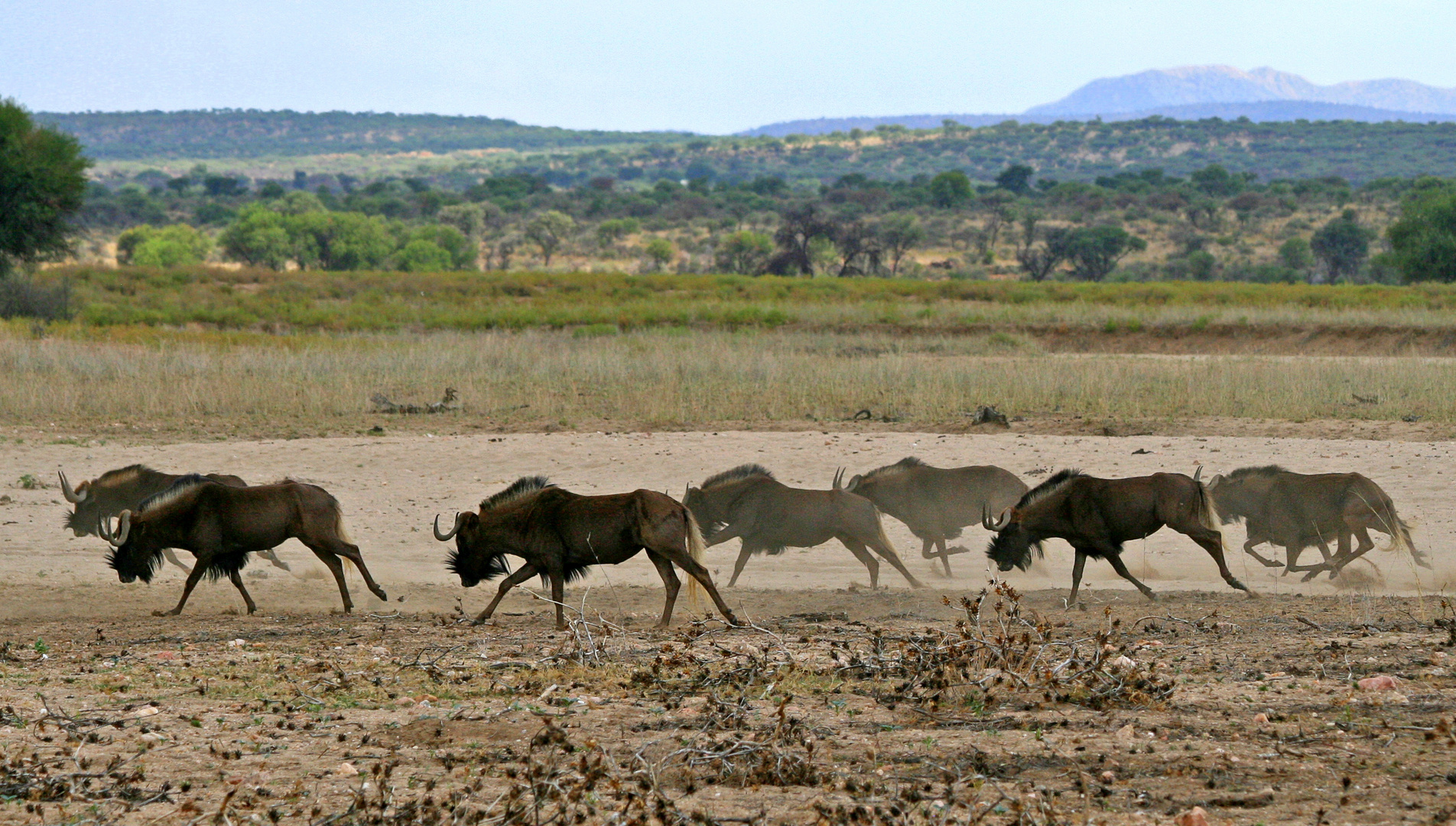 GocheGanas - Black wildebeest