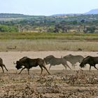 GocheGanas - Black wildebeest