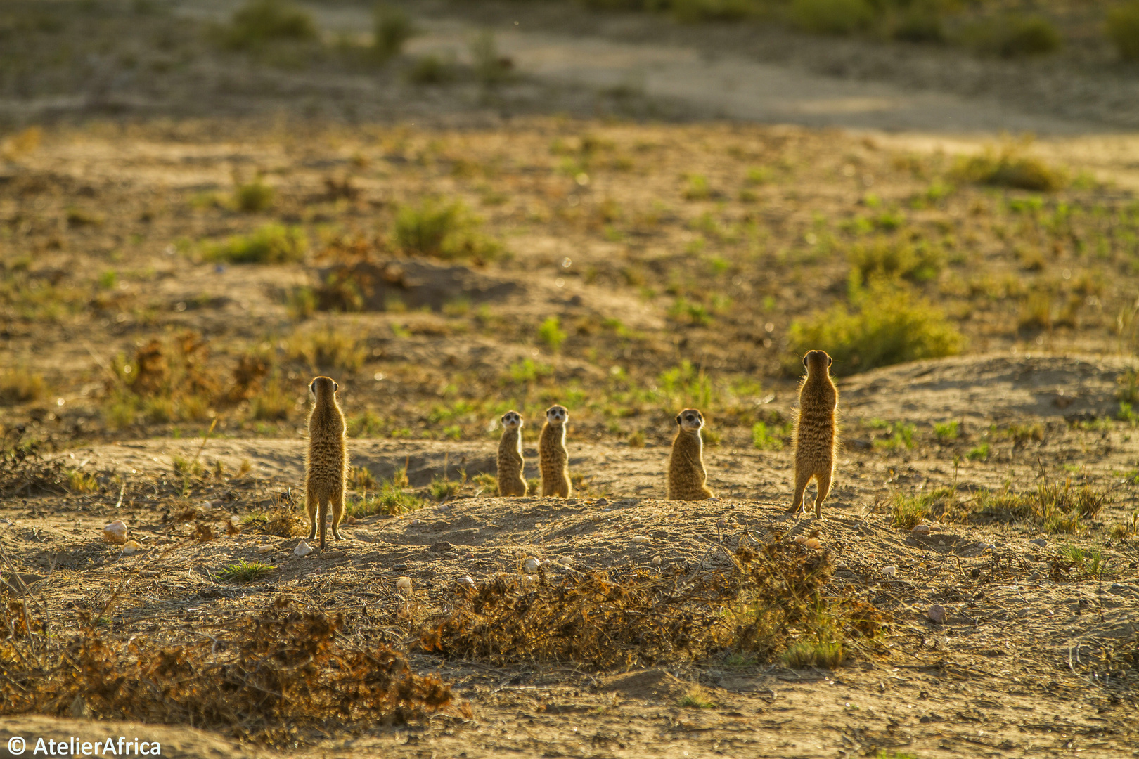 GocheGanas Meerkats