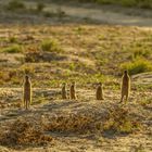 GocheGanas Meerkats