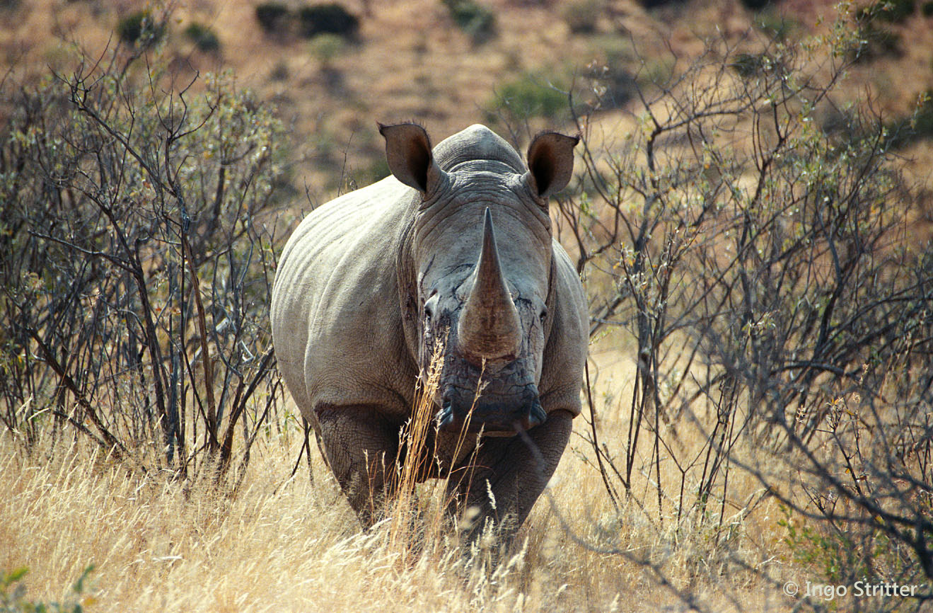 GocheGanas Rhino