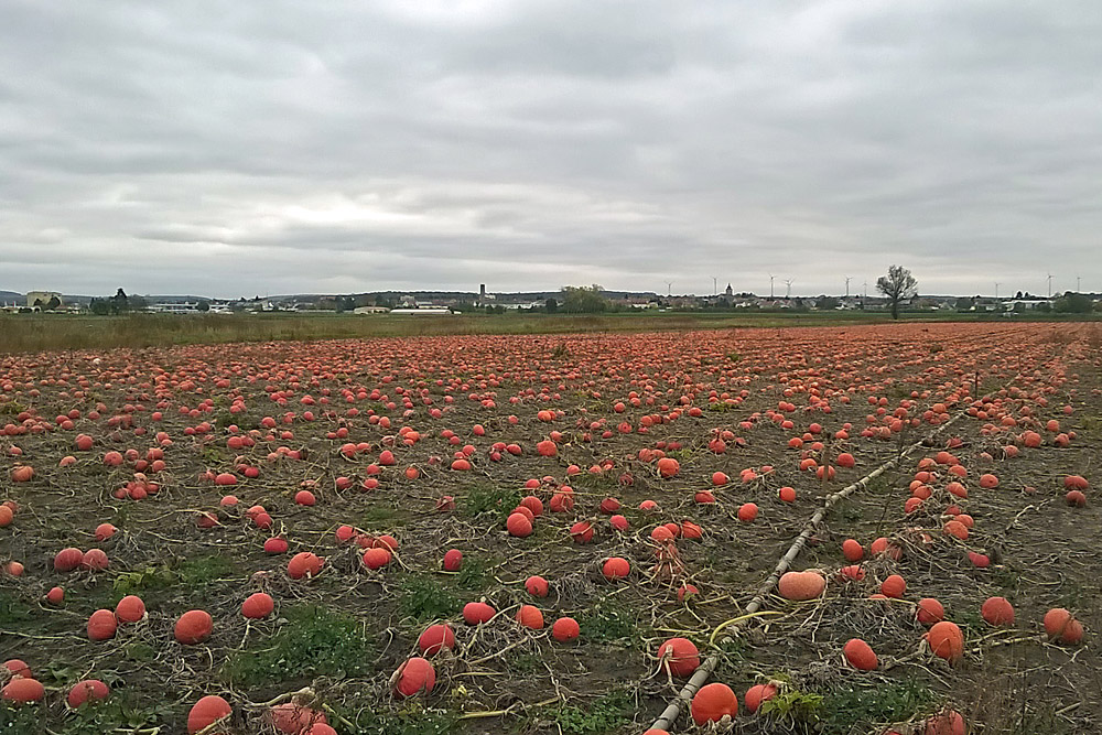 Gochsheimer Flur im Herbst