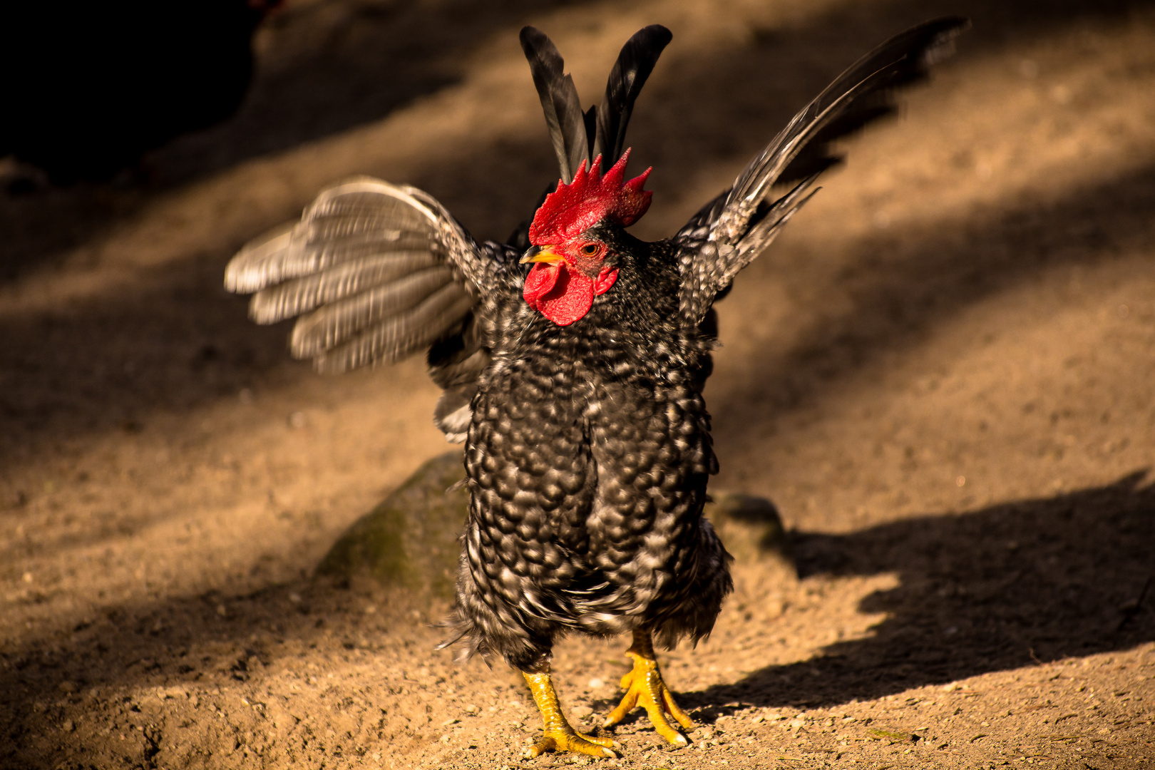 Gockel Foto &amp; Bild | tiere, zoo, wildpark &amp; falknerei, vögel Bilder auf ...