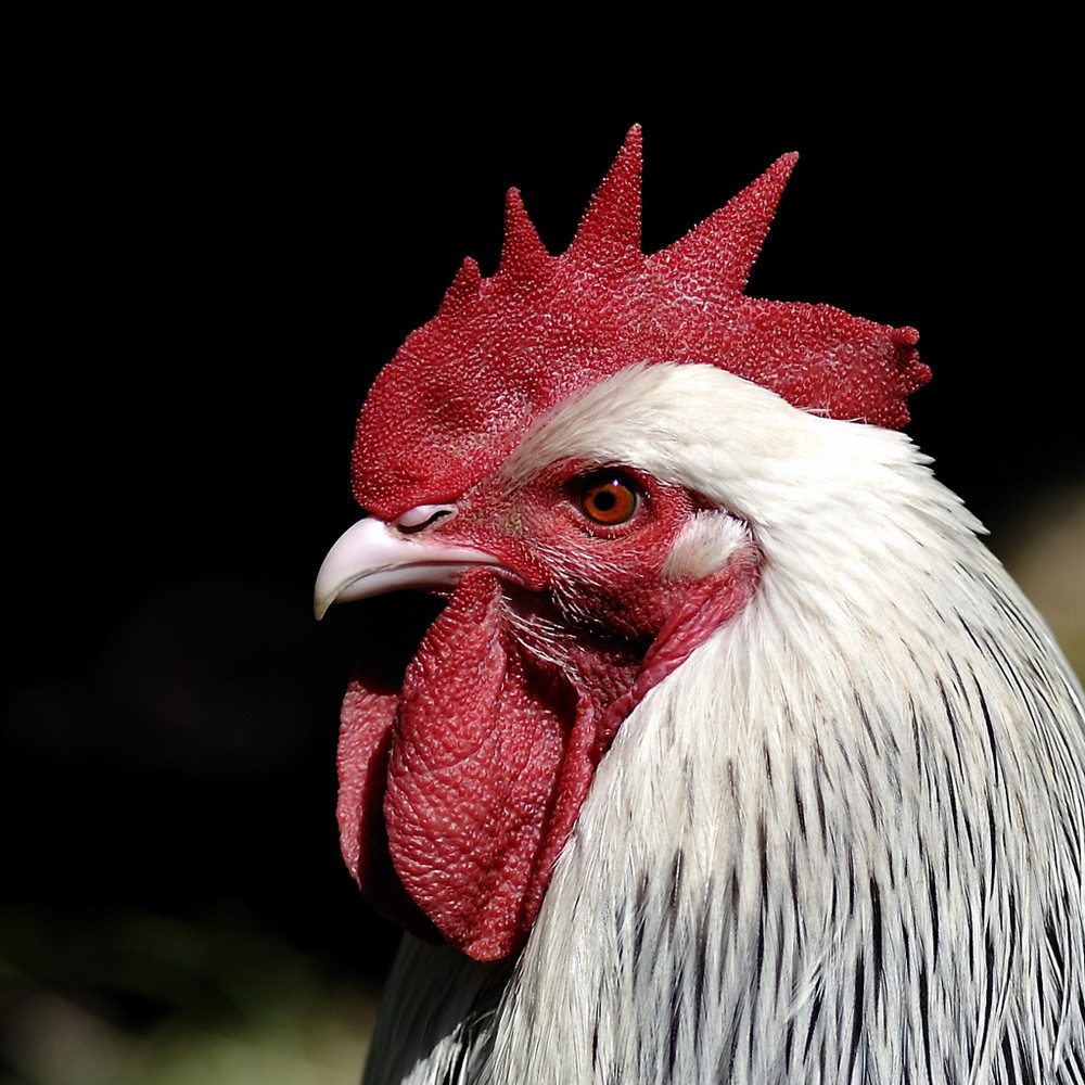 Gockel Foto &amp; Bild | tiere, haustiere, nutztiere Bilder auf fotocommunity