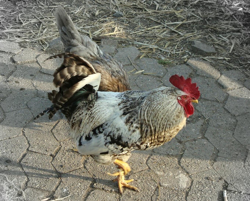 Gockel Foto & Bild tiere, haustiere, nutztiere Bilder auf