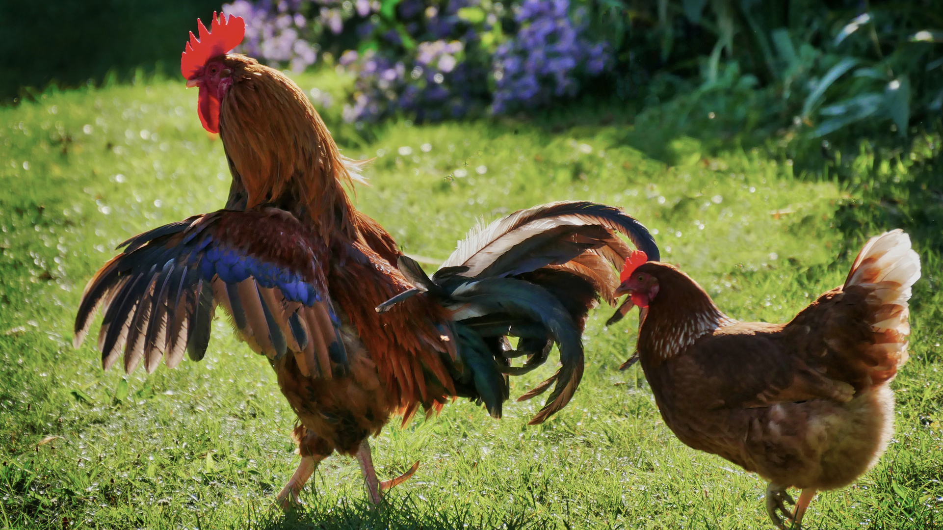 Gockel Foto &amp; Bild | tiere, haustiere, nutztiere Bilder auf fotocommunity