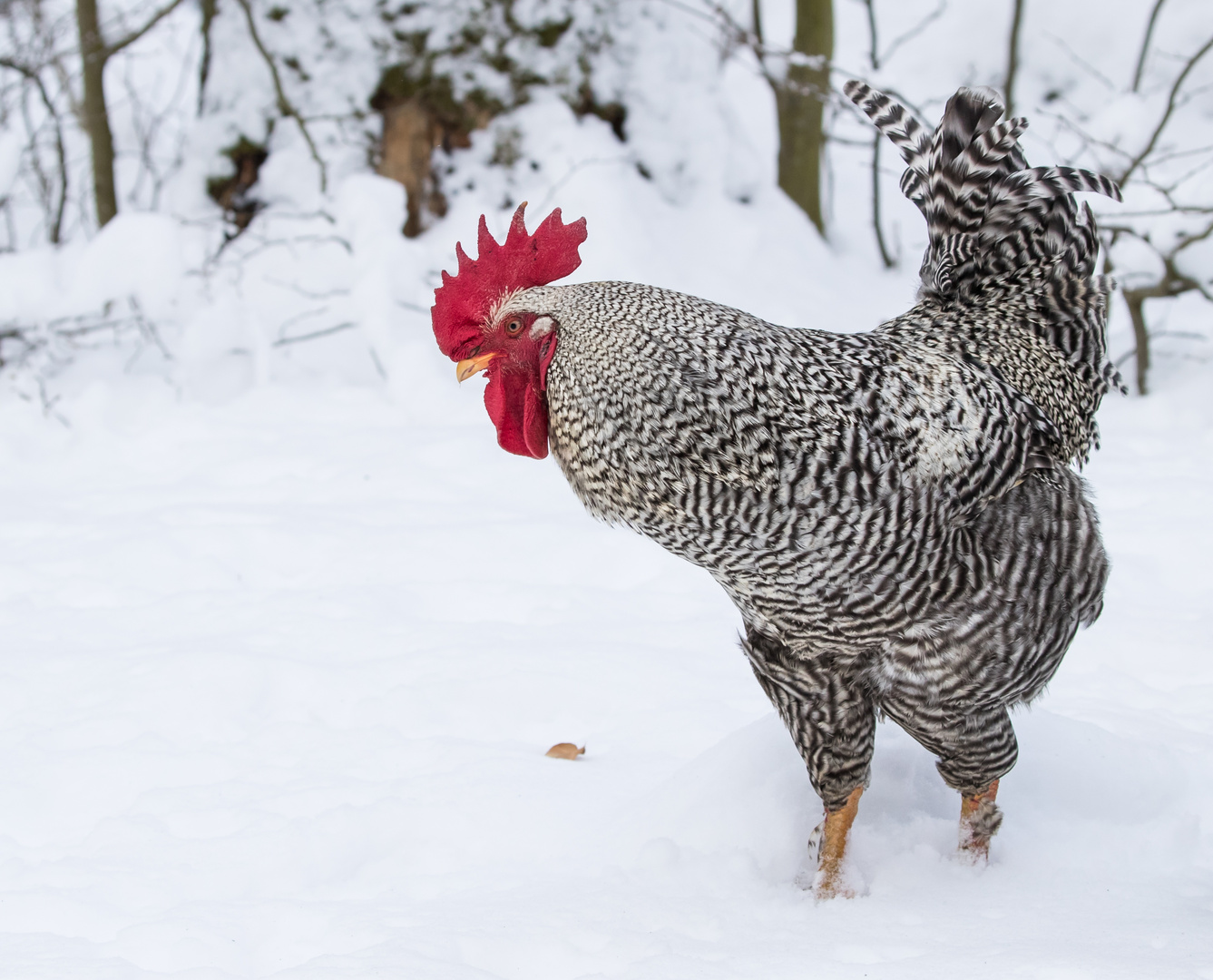 Gockel im Schnee