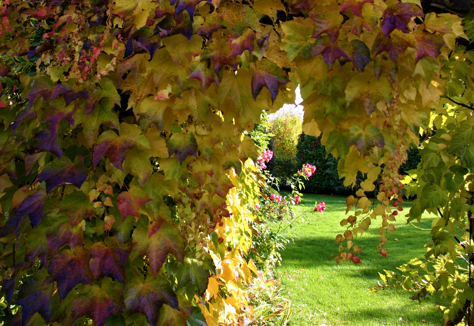 Gockloch im "Wilden Wein"