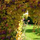 Gockloch im "Wilden Wein"