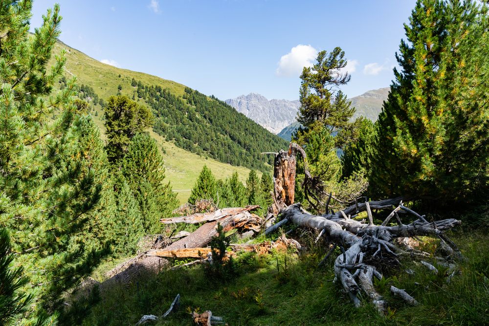 God Tamangur - der höchstgelegene zusammenhängende Arvenwald Europas