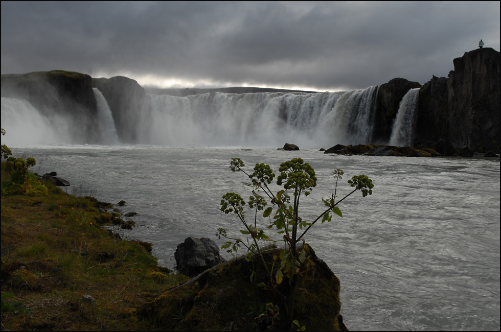 godafoss mit trockenblume