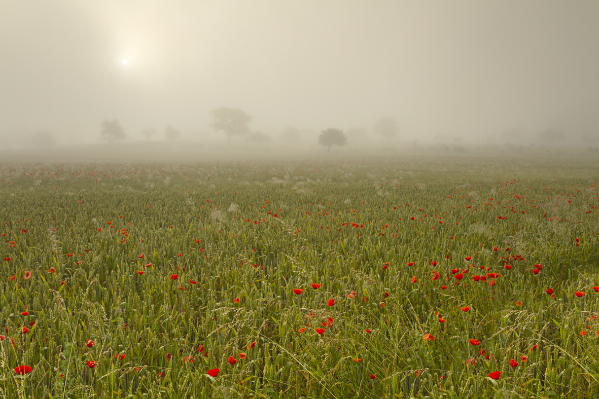 god´s softbox