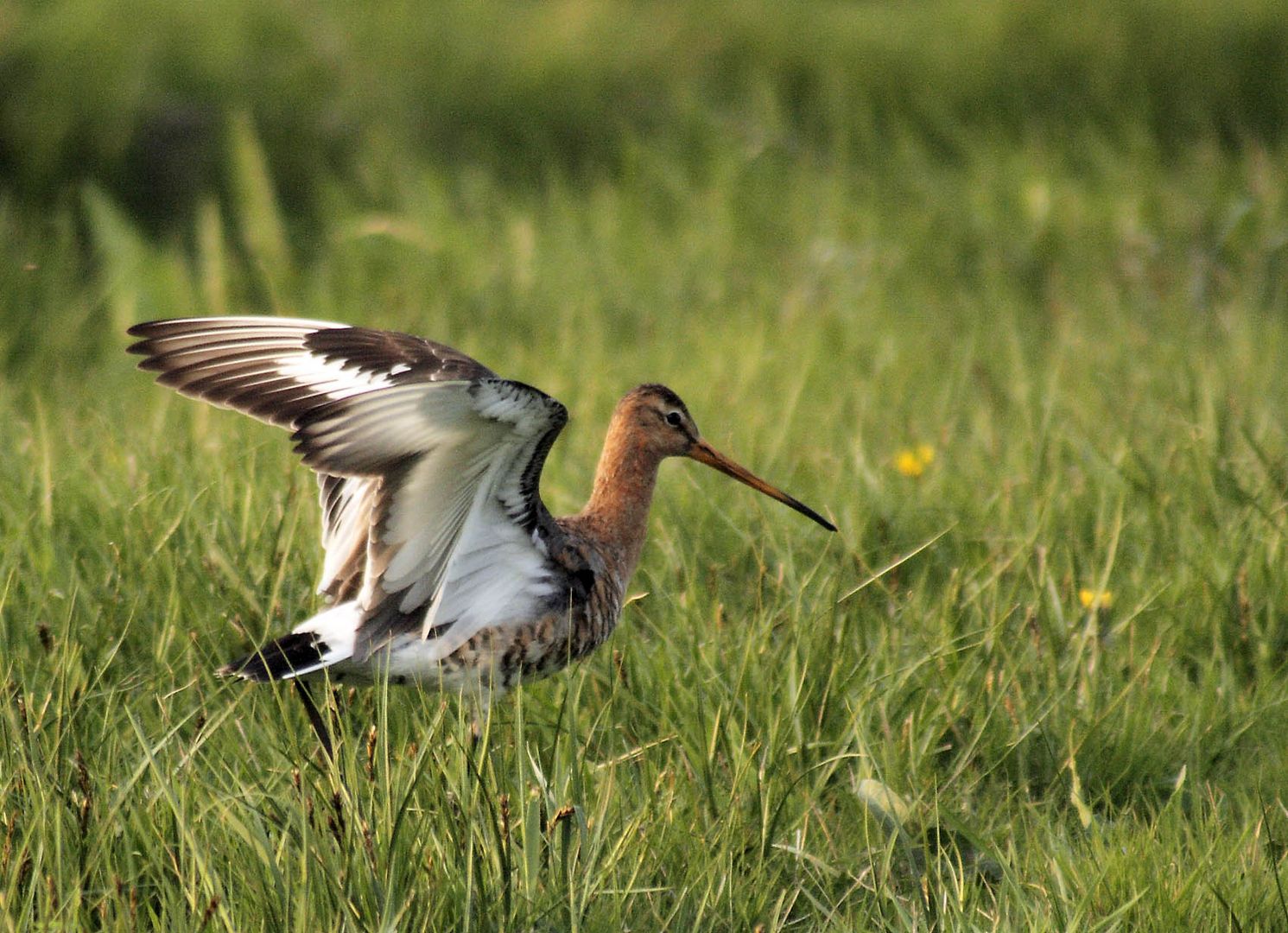 godwit in the meadow