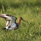 godwit in the meadow