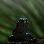 Godzilla im Garten 2