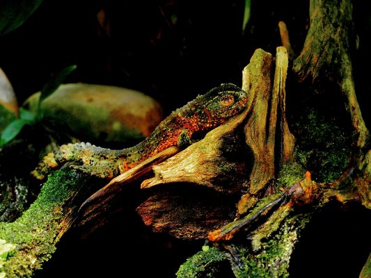 Godzillas childhood P3164423 2