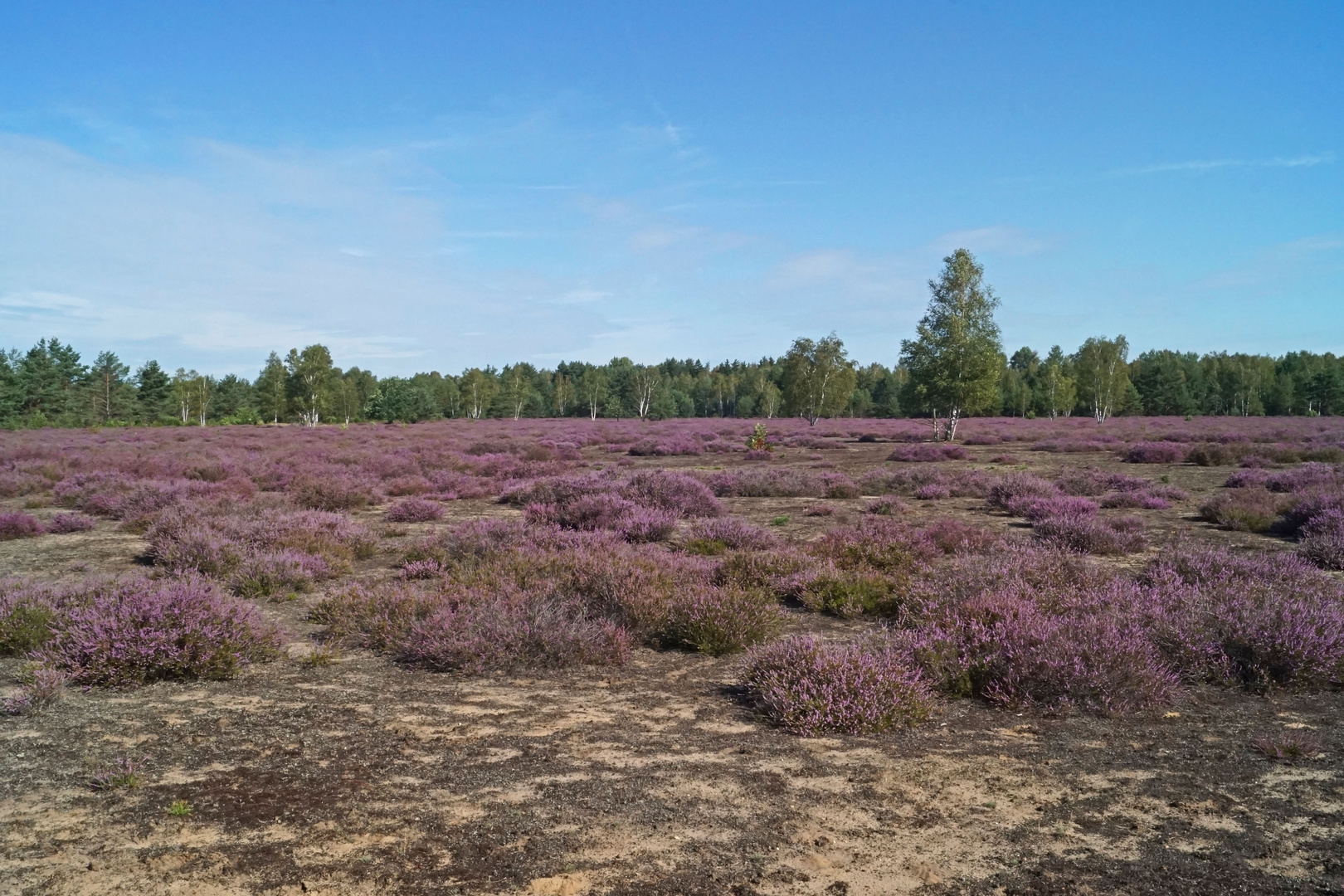 Göbelner Heide