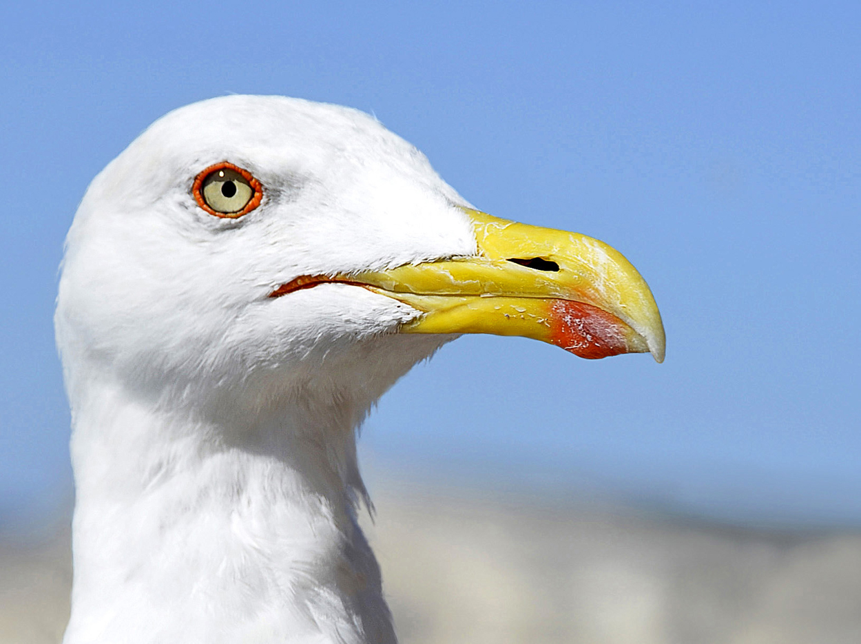 Goeland à la pose