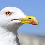 Goeland à la pose