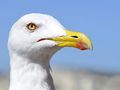 Goeland à la pose de Midipix 