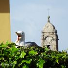 Goeland à Porto - Portugal