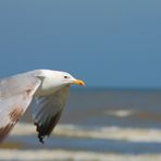 Goéland argenté