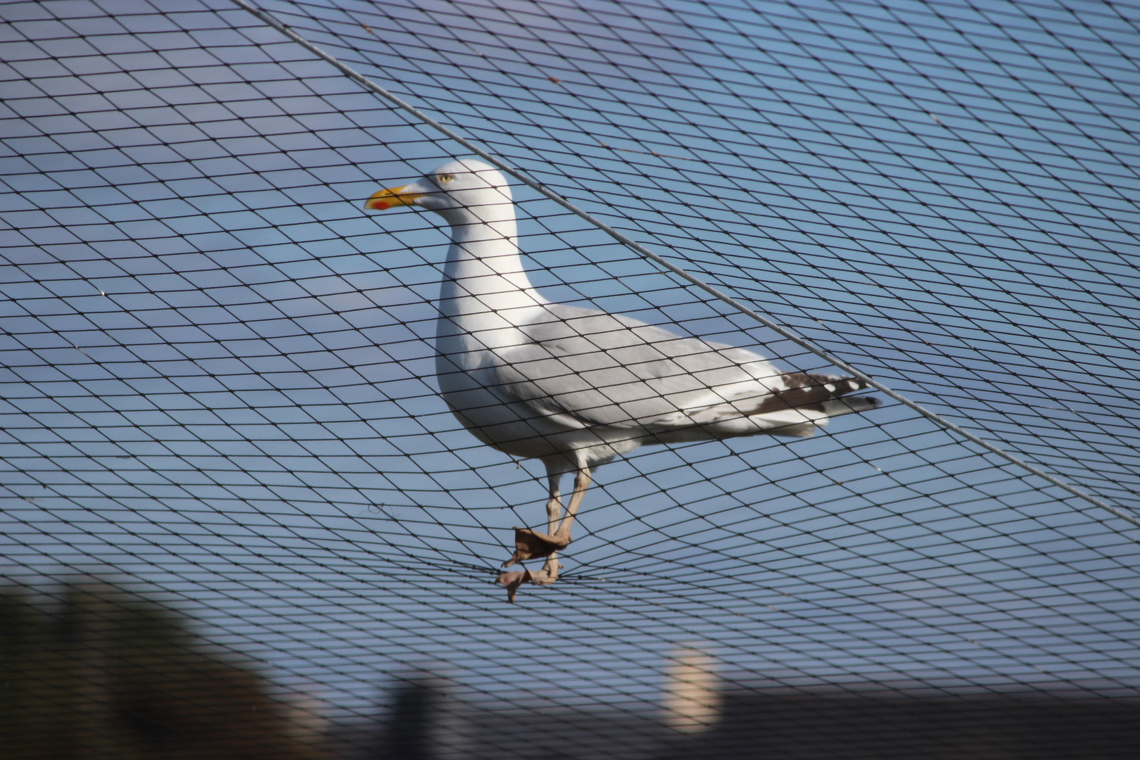 Goéland argenté