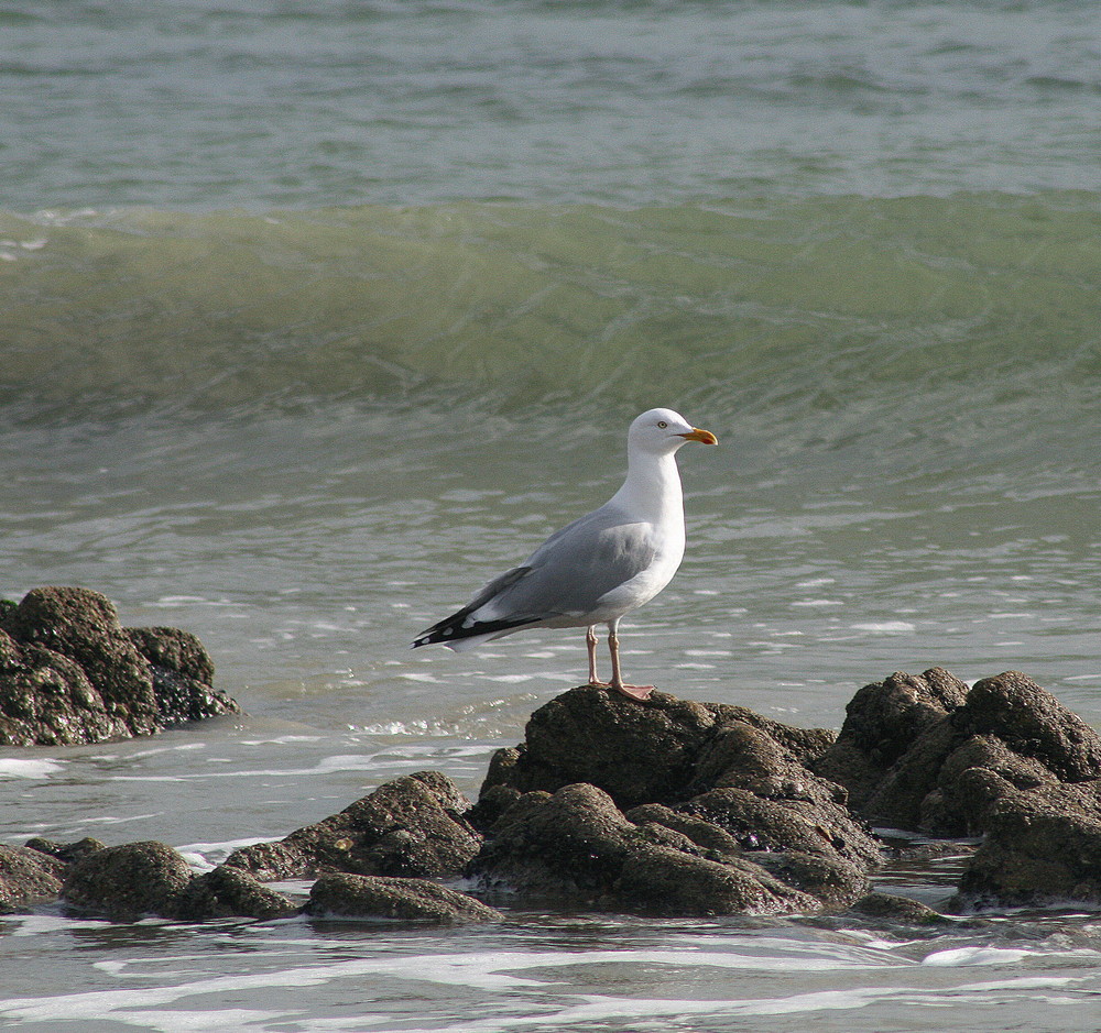 goéland argenté