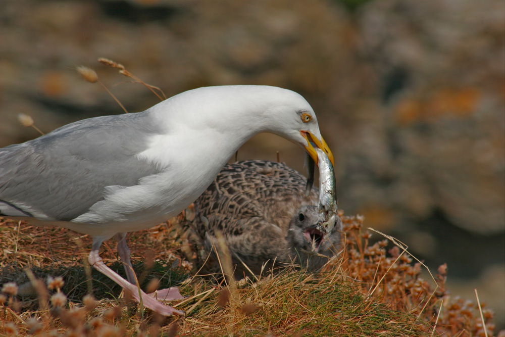 Goéland argenté