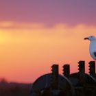 Goéland au coucher de soleil