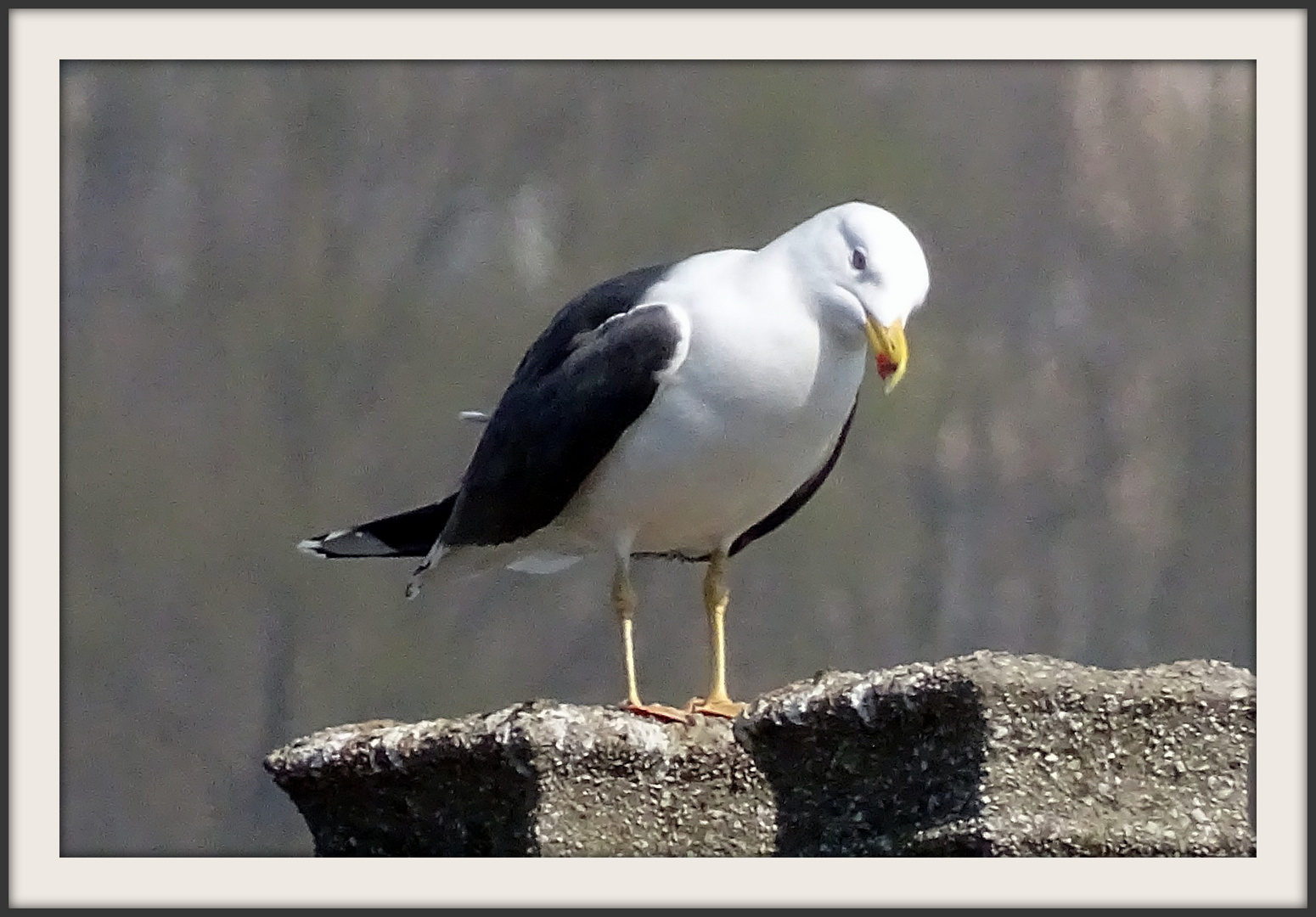 Goeland boulonnais