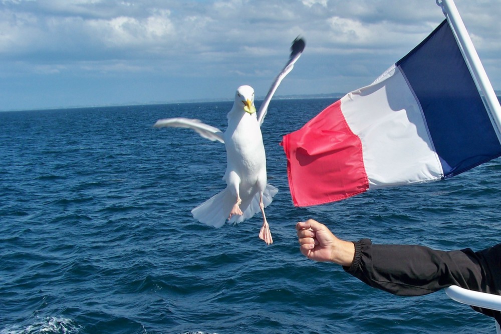 goéland chapardeur !!