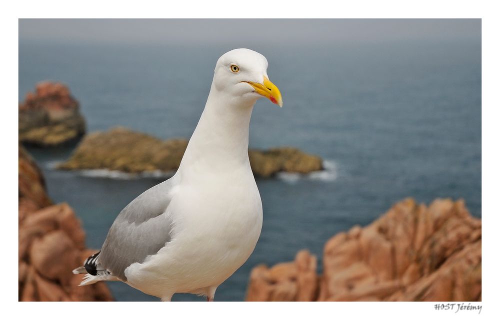 Goeland de Bretagne