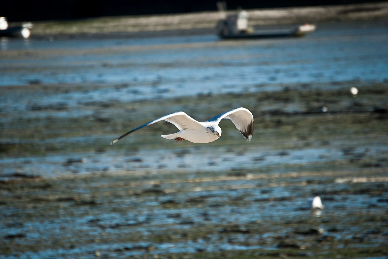 Goeland de Cancale