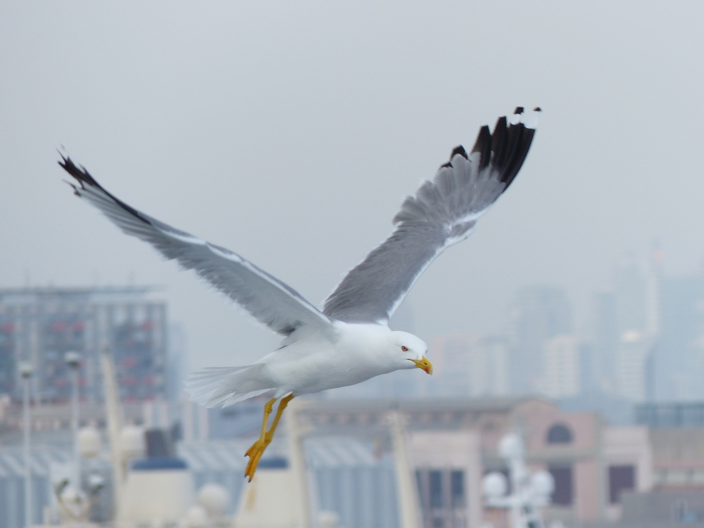 Goeland en approche