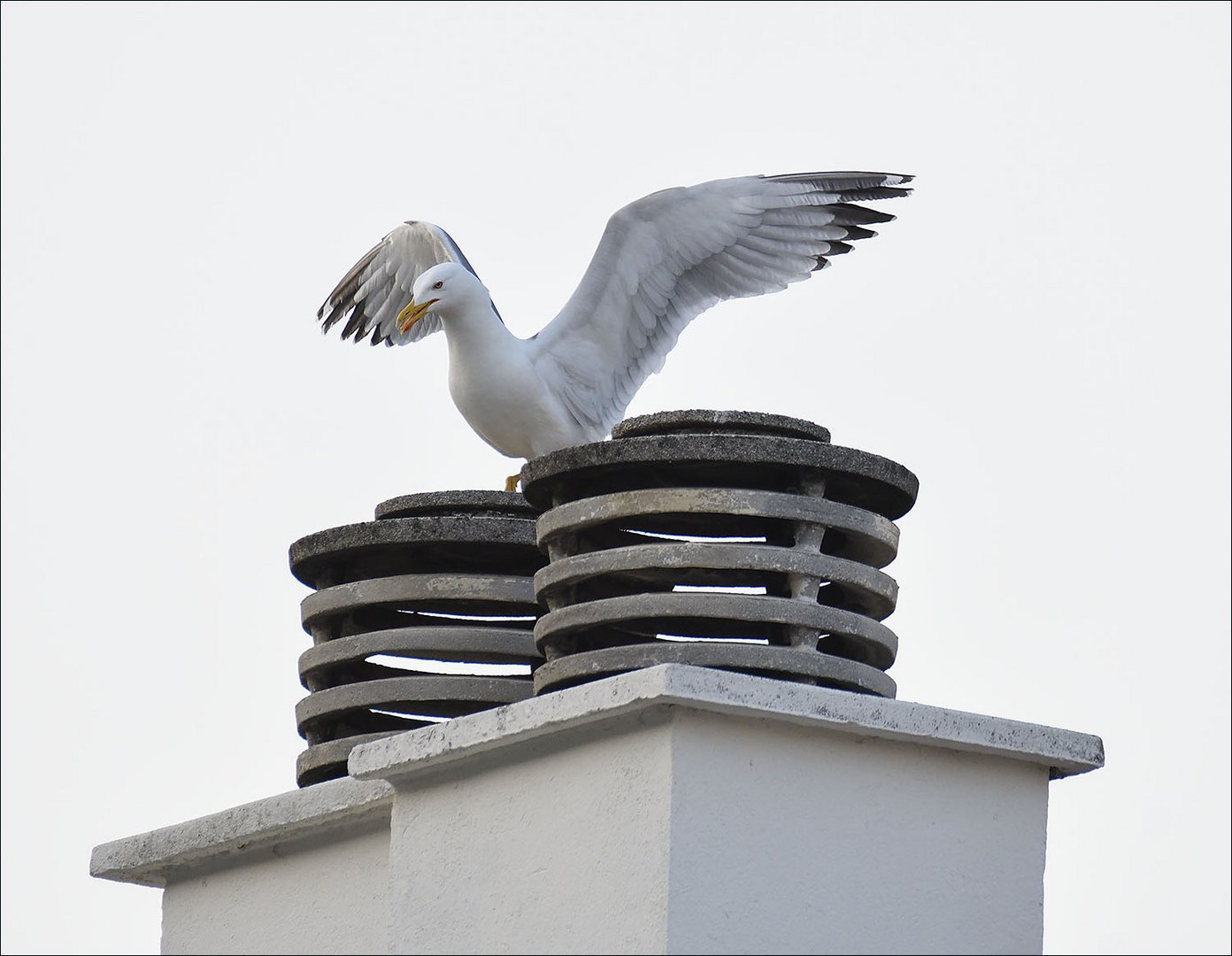 Goeland en mode "Je suis le roi"