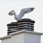 Goeland en mode "Je suis le roi"