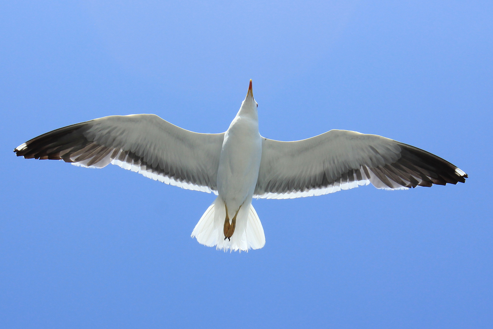Goéland en vol. photo et image animaux, animaux sauvages, oiseaux