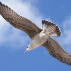 GOELAND EN VOL STATIONNAIRE