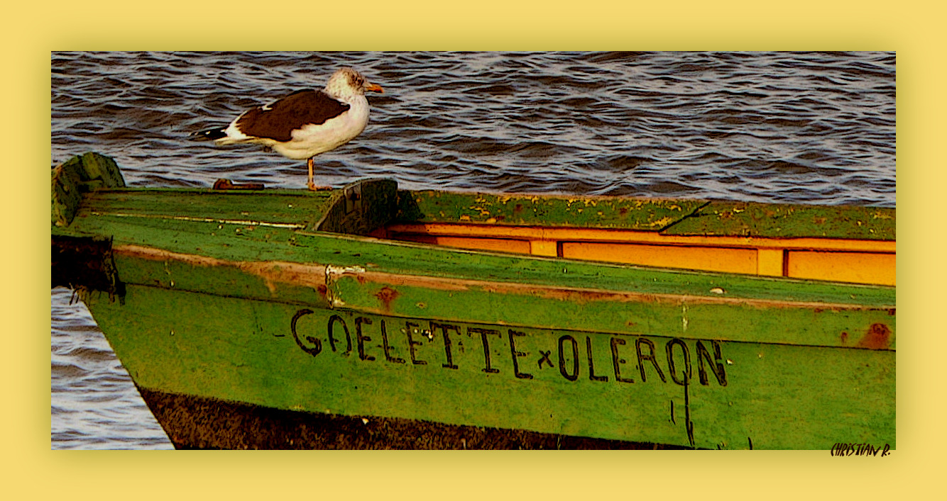 Goëland et goëlette d'Oléron.