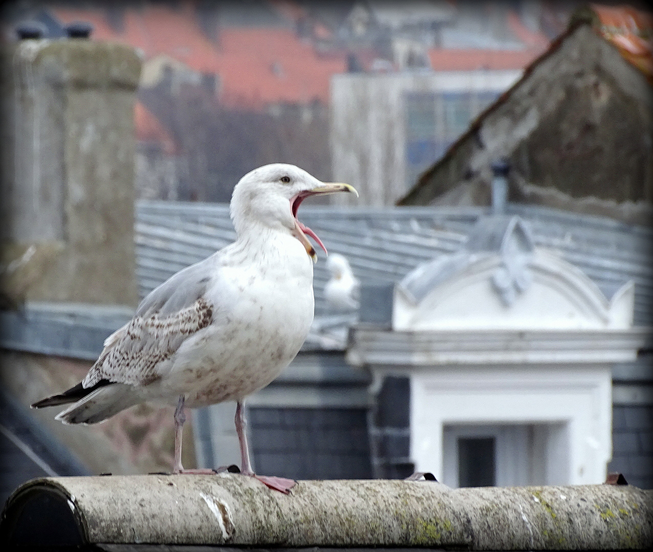 goeland fatigué