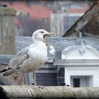 goeland fatigué