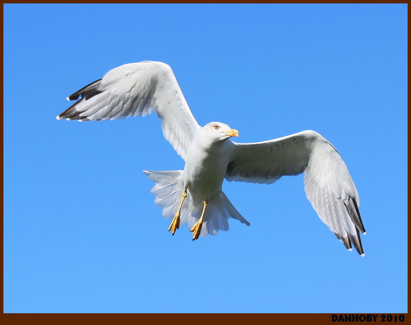 GOELAND LEUCOPHEE