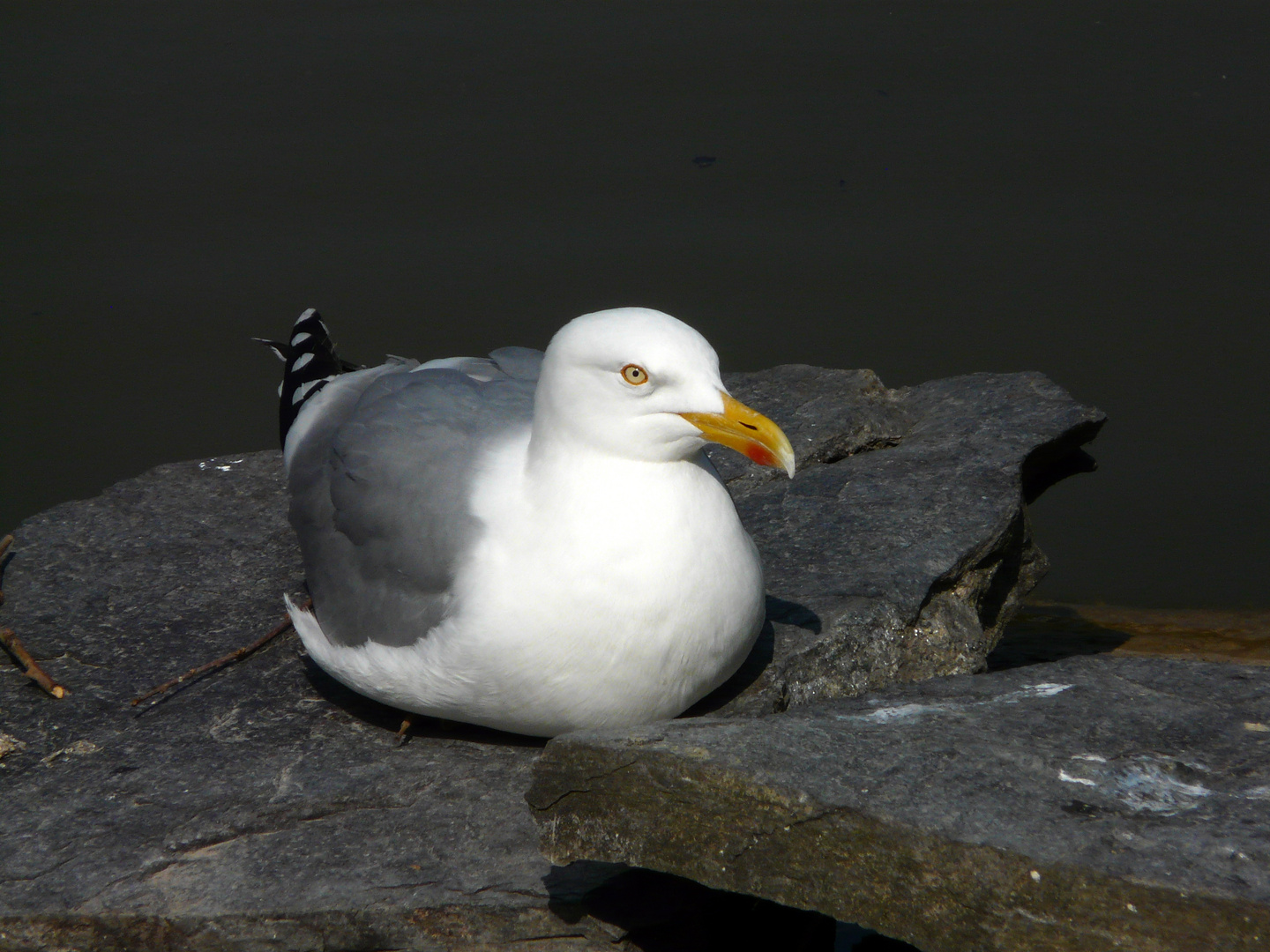 Goeland parisien