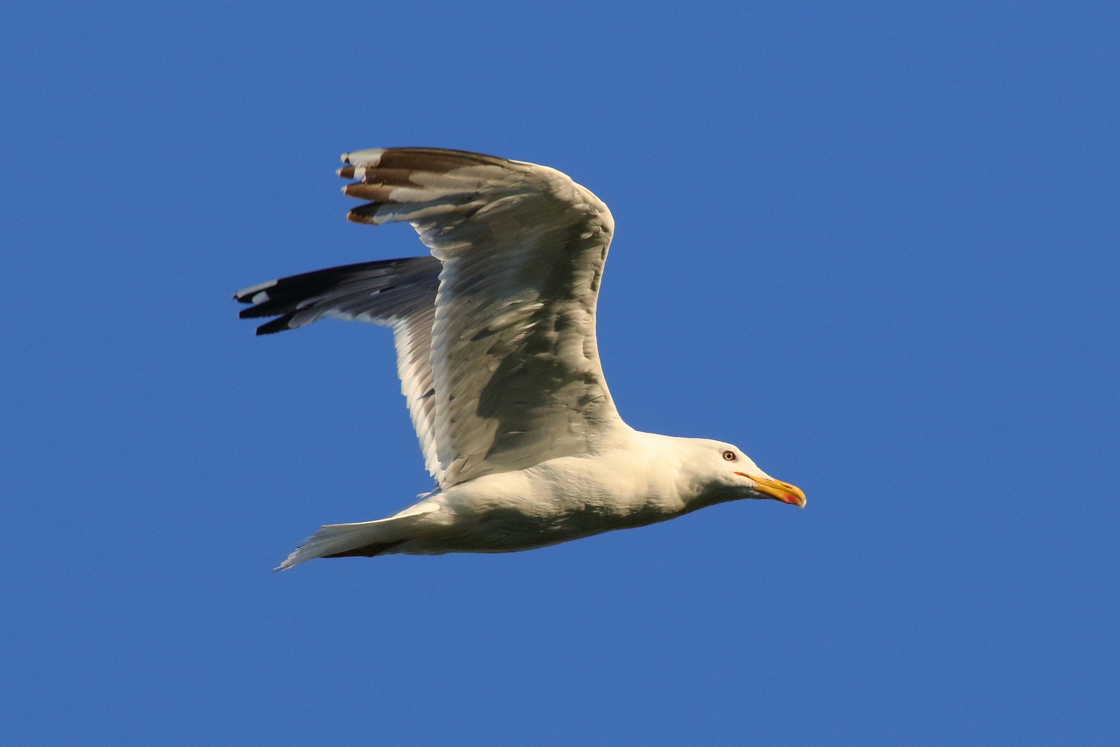 Goéland - Yellow-legged Gull