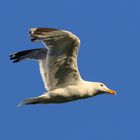 Goéland - Yellow-legged Gull