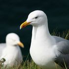 goélands argentés sur les falaises d'Etretat