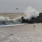 Goélands dans la tempête