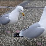 Goélants cheminant